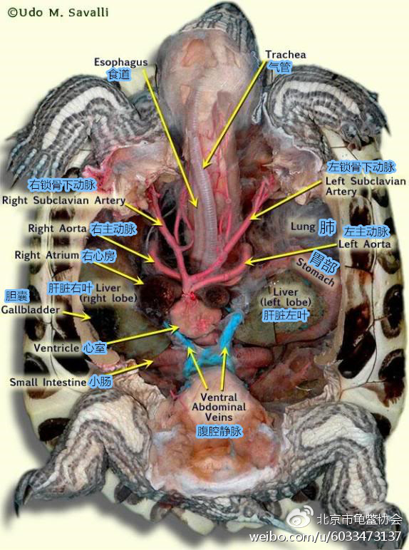龟类主要组织器官位置解剖图