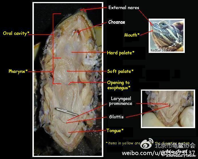 龟类的上呼吸道解剖图，其中Choanae即为鼻后孔，Glottis为声门