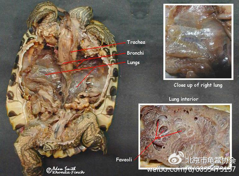 龟下呼吸道解剖图，其中Trachea为气管，Bronchi为支气管，Lungs为肺，Faveoli为肺小凹