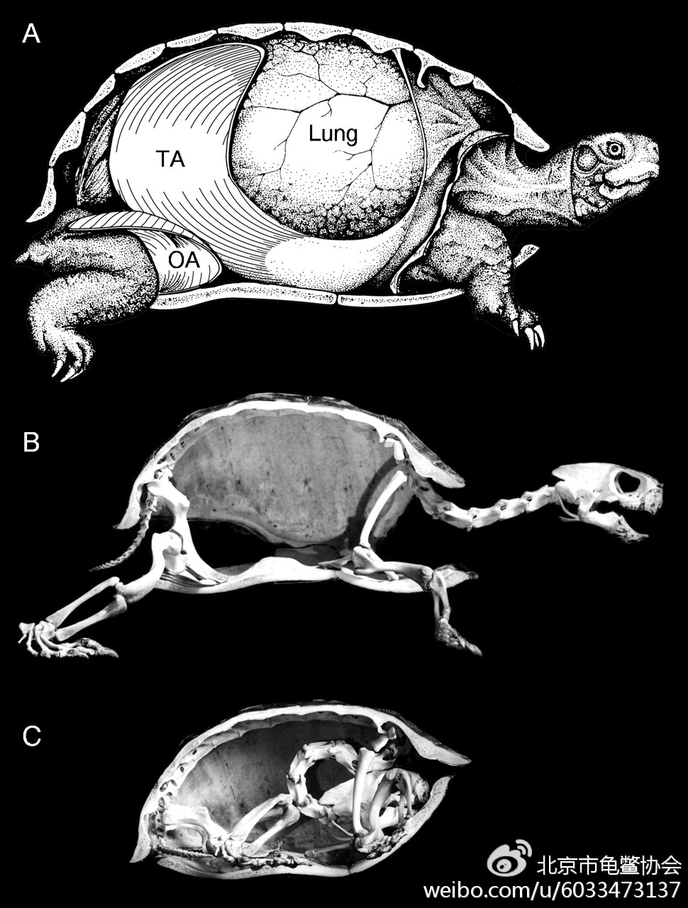 纵剖图显示龟类四肢及头部在伸展与完全蜷缩状态下体腔容积（肺容积）的改变