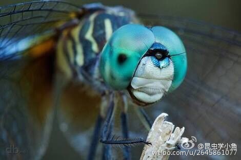 蜻蜓的伪瞳现象