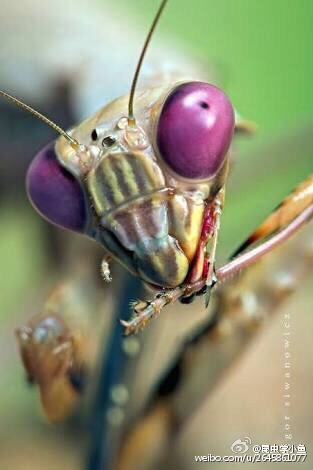 螳螂复眼的其它色型
