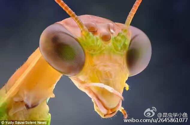 螳螂白天的视觉系统到了夜晚就不再适用