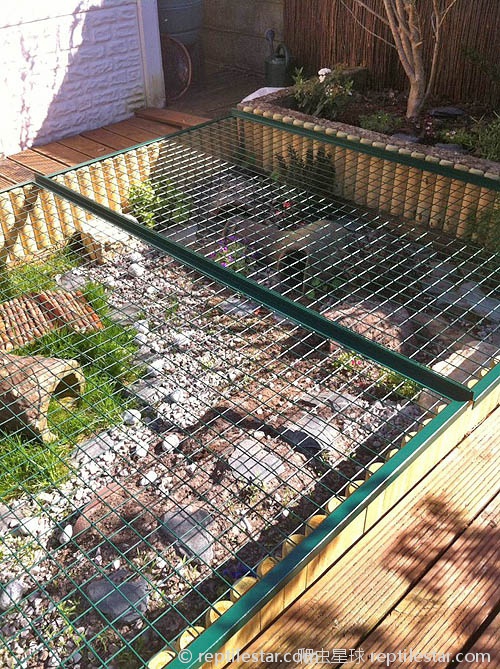 Anti-predator mesh over tortoise habitat