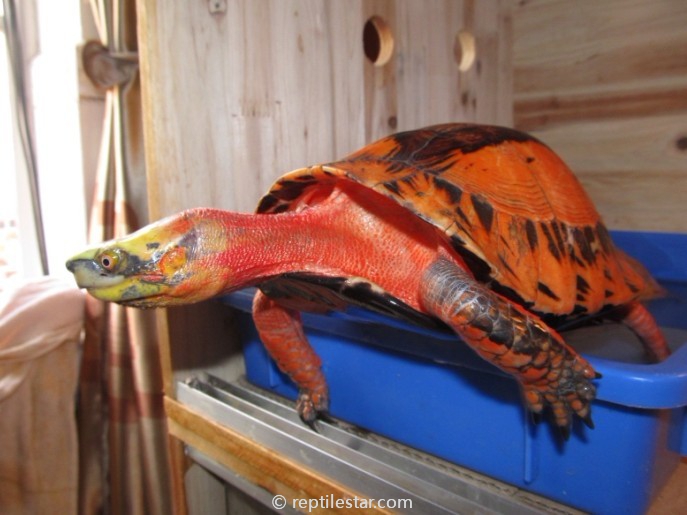 7d231058gc1ec922d7379690 1 CITES报告文件|M姐姐的分享