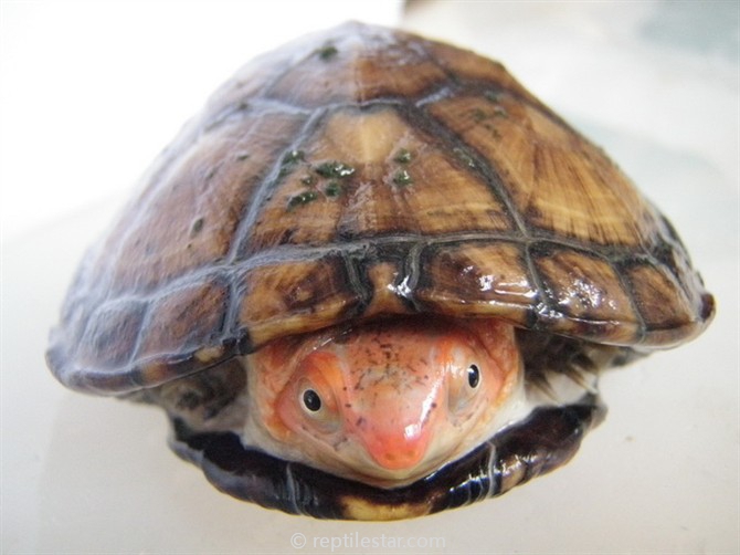 红面泥龟