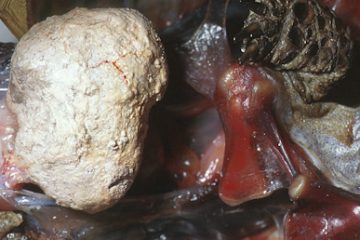 bladder stone1 1 陆龟泡澡的若干研究