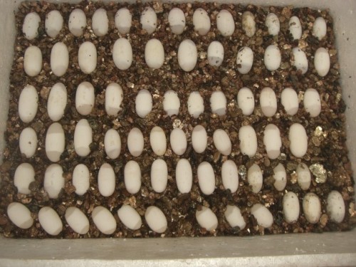 大容器批量孵化蛋的摆放图