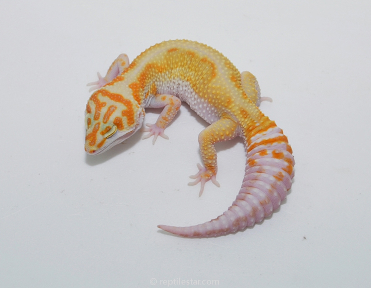 bold tang tremper