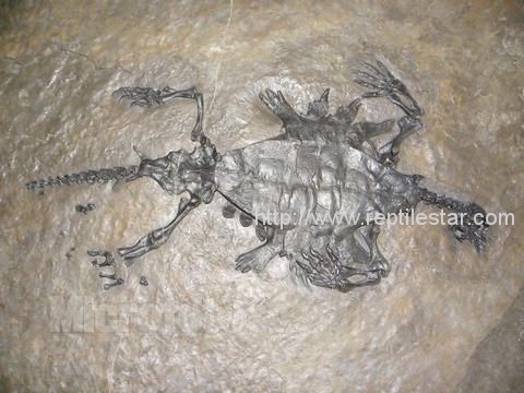 半齿甲龟化石