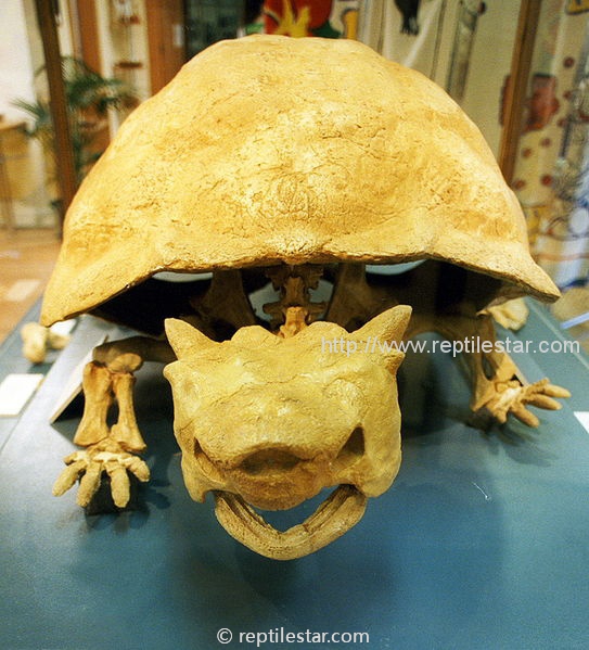 卷角龟化石图