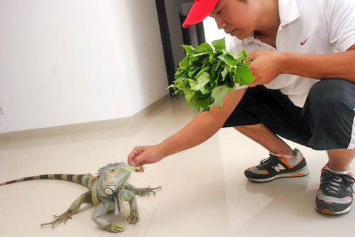 绿鬣蜥(ig)的驯养