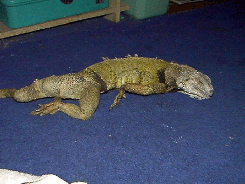 绿鬣蜥(ig)的驯养