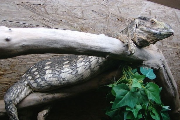 东非白喉巨蜥