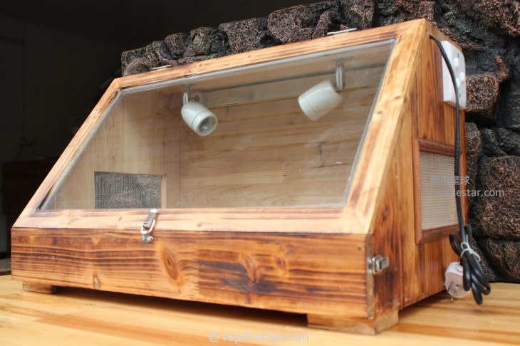 陆龟| 豹纹陆龟的饲育指南