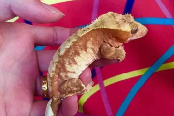 2016 12 2137 1 守宫|睫角守宫（饲养篇）