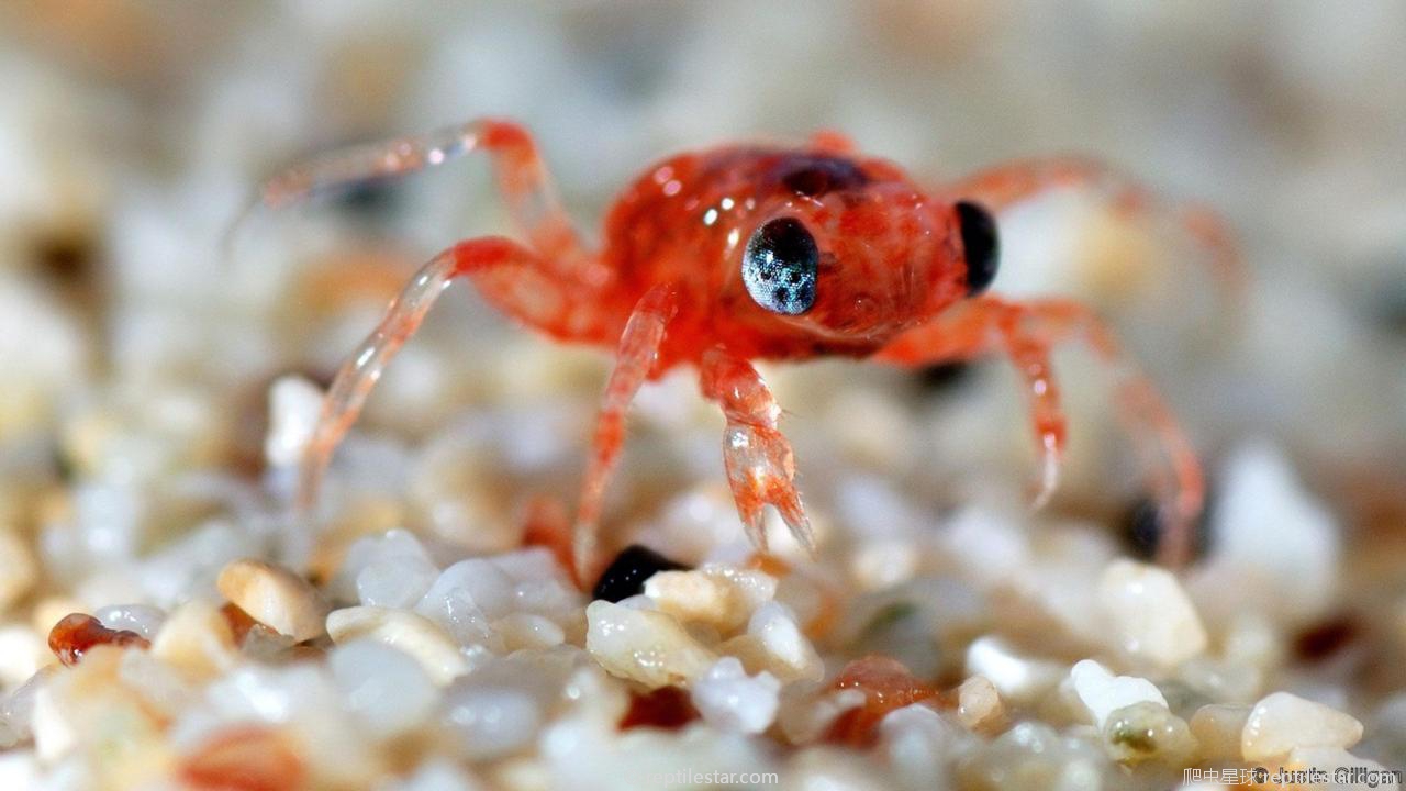 2017 01 121 密集恐惧症|圣诞岛的红蟹大迁徙