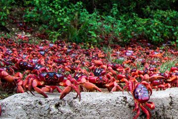 2017 01 122 1 密集恐惧症|圣诞岛的红蟹大迁徙