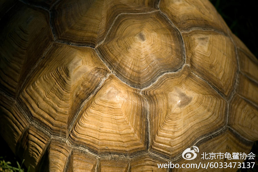 龟类背甲上,每一块盾片中同心环状的生长纹路证明新的角质层是以基部