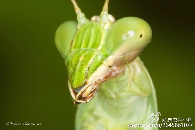 螳螂|用几个冷知识纠正你对螳螂复眼的误解