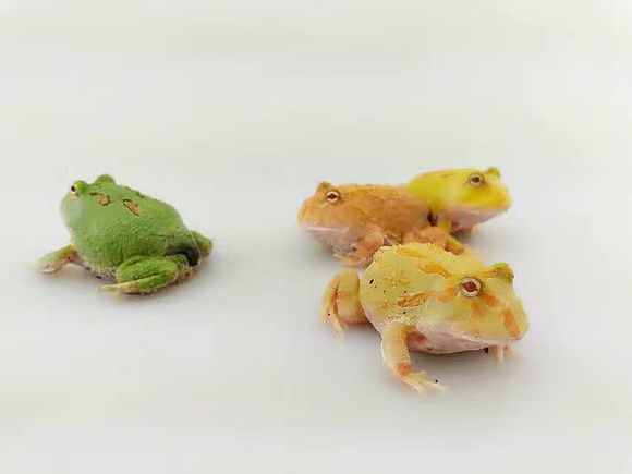 2017 06 0731 角蛙|南美角蛙是什么?