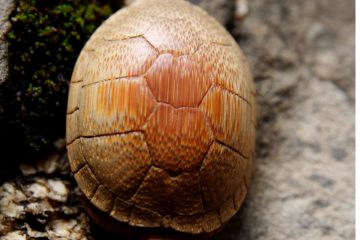 13 2 论文|黄额闭壳龟的繁殖行为研究