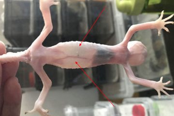 5379279b033b5bb5a9474be03dd3d539b700bced 1 守宫|守宫苗腹部积水的处理