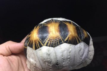 WechatIMG12 1 陆龟露出小蘑菇就是雄性？
