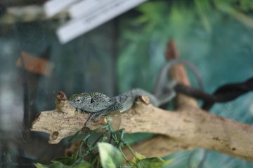 DSC6515 1 边走边看|爬宠市场和迈阿密动物园