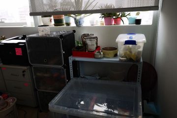 v2 b5ad805e9a283d45235dd968f805257f hd 1 养一只守宫是怎样的体验？