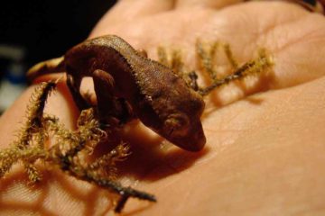 crested gecko baby care 696x440 1 睫角守宫|幼体的护理