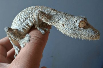 WechatIMG12 叶尾守宫|平额叶尾