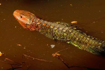 1599190417 timg 秘鲁鳄蜥|憨憨出世