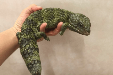 微信图片 20201209131147 蓝舌蜥|松果和松果有何不同