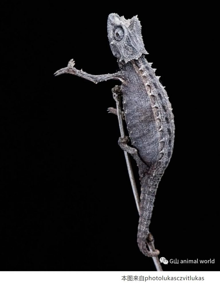 chameleons变色龙饲育指南