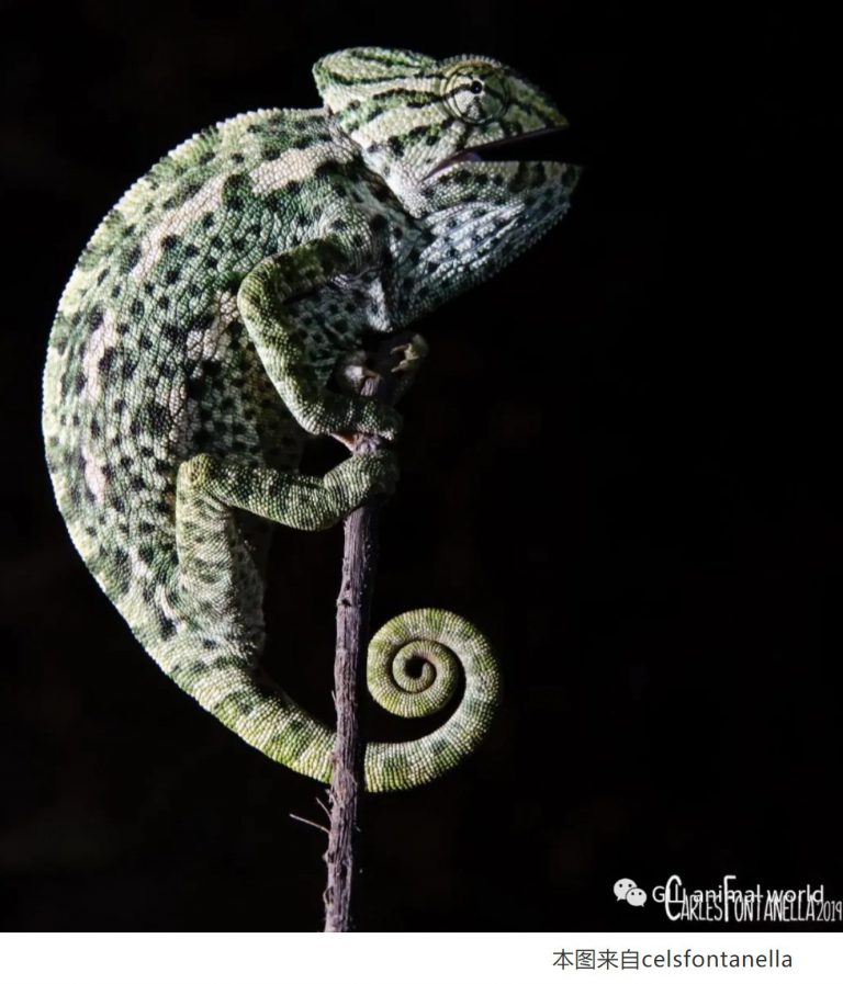 chameleons变色龙饲育指南