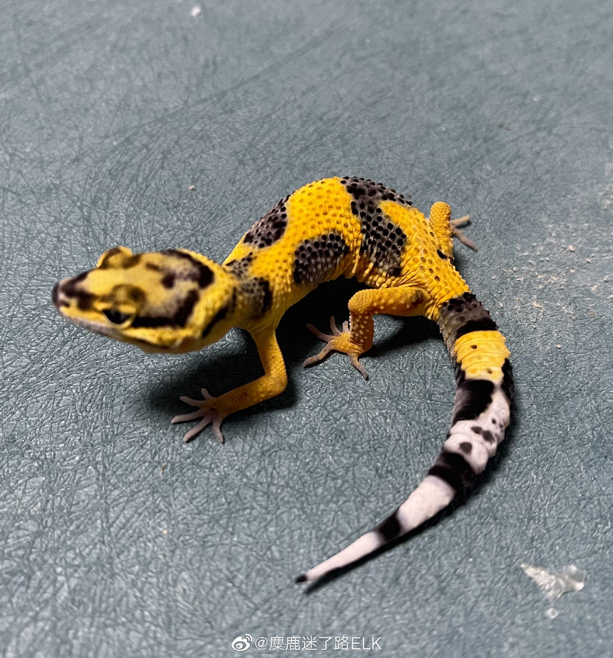 奇怪的豹纹守宫 | ReptileStar