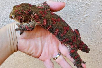 1634196554 61 巨人守宫的繁育-The Reproduction of Giant Geckos