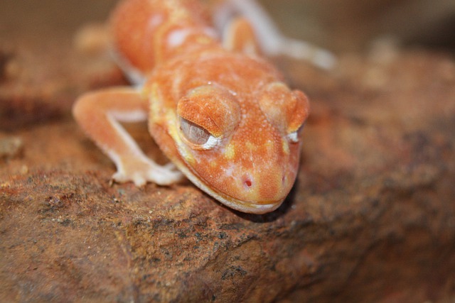 1637044094-gecko-g0f166425f_640