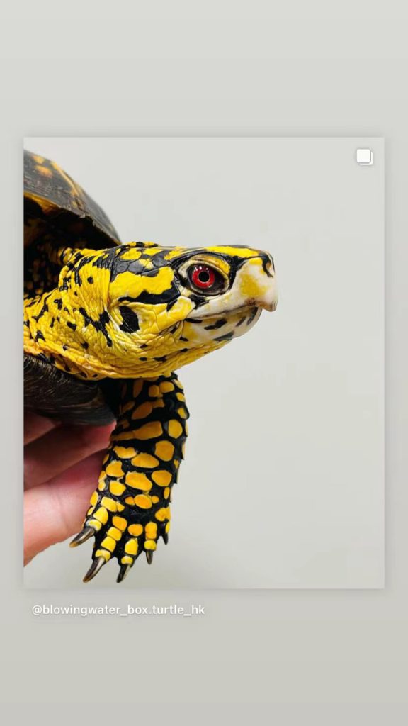 美图|妖艳的东部箱龟