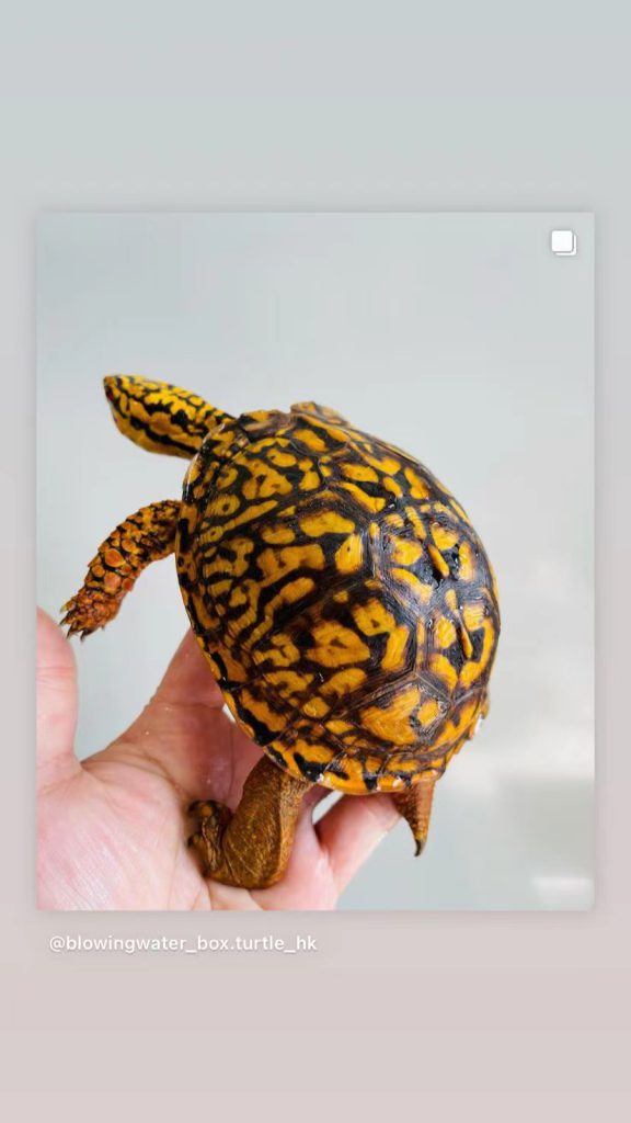 美图妖艳的东部箱龟